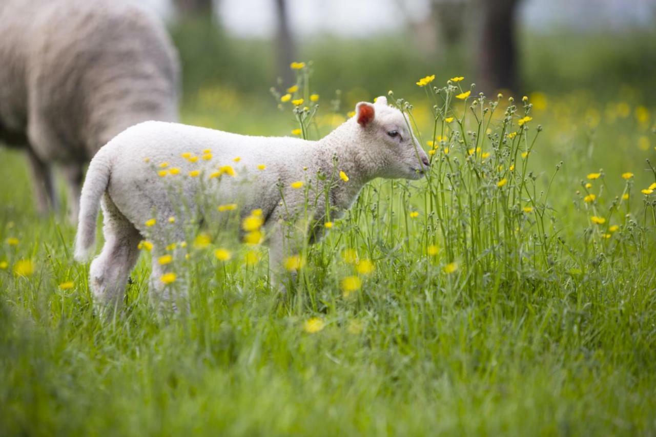 Ferienhof Seelust Gammendorf Luaran gambar